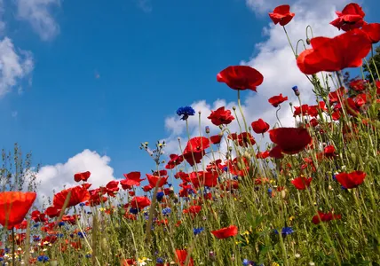 Bunte Sommerwiese und blauer Horizont