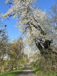 Weg gesäumt von blühenden Bäumen
