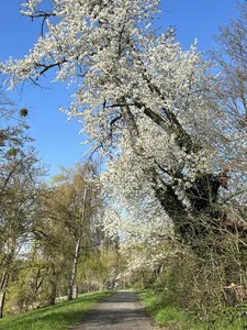 Weg gesäumt von blühenden Bäumen