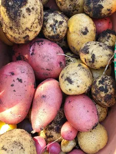 Bunte ungewaschene Kartoffel in einem Sack