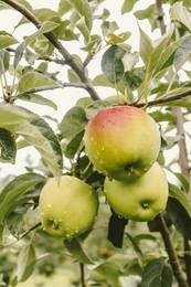 Rot- grüne Äpfel am Baum