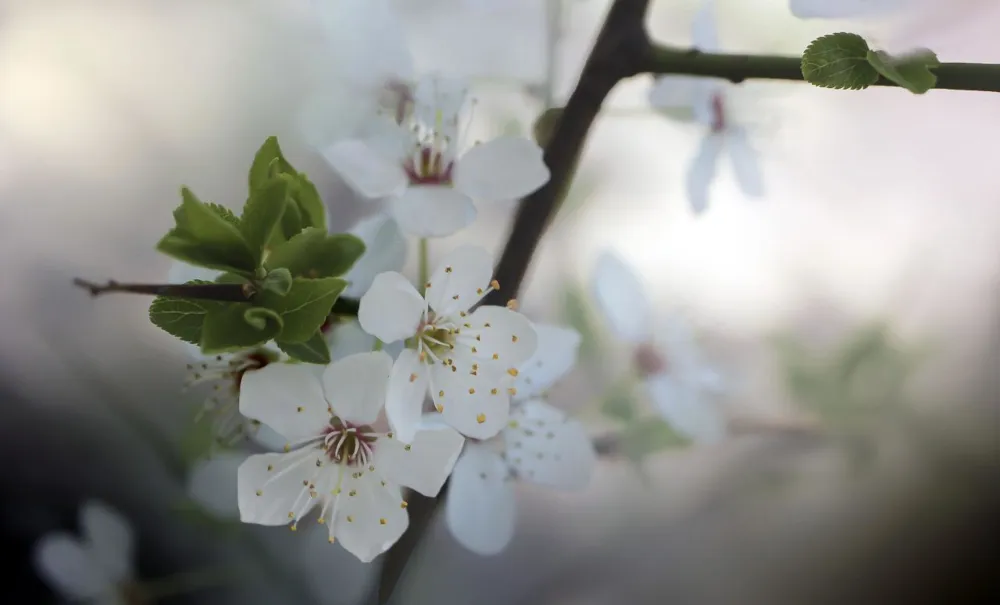 Zweig mit weißen Kirschblüten