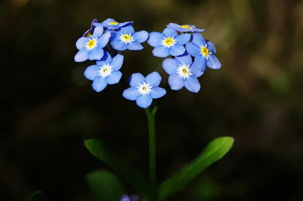 Blaue Blüten in Herzform
