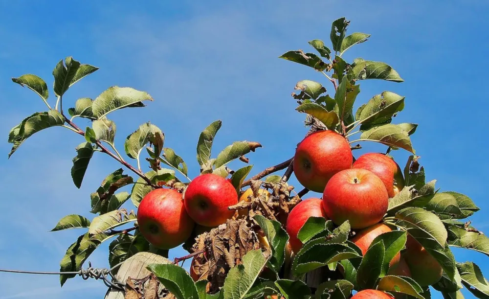 rote Äpfel am Baum